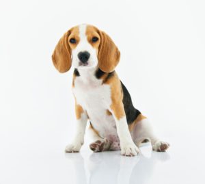 Best Dog for kids Beagle