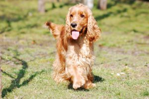 Best dog for kids Cocker Spaniel