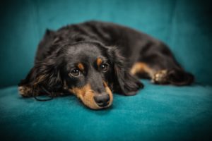 Best dog for kids Dachshund