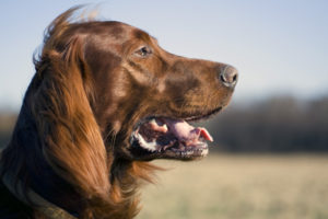 Best Dog for kids - Irish Setter