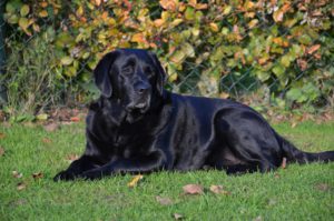 Best dog for kids Labrador Retriever