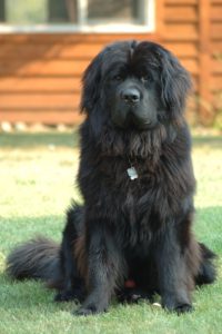 Best dog for kids - Newfoundland