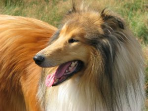 Best dog for kids - Rough Collie
