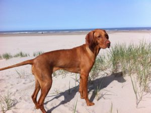 Best dog for kids - Vizsla