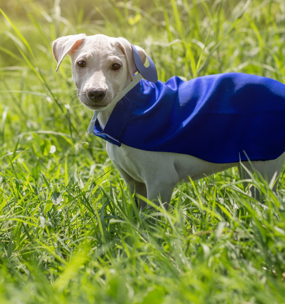 Halloween for dog's costume