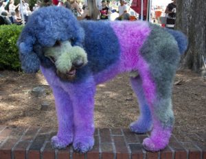 Hallween for dogs - no dye