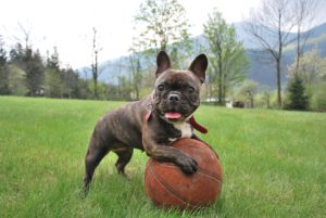 Best dog for kids French Bulldog