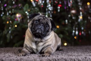 Best dog for kids - pug