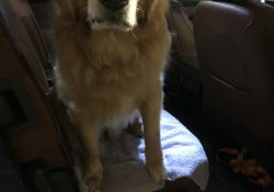 Dog sitting on towel