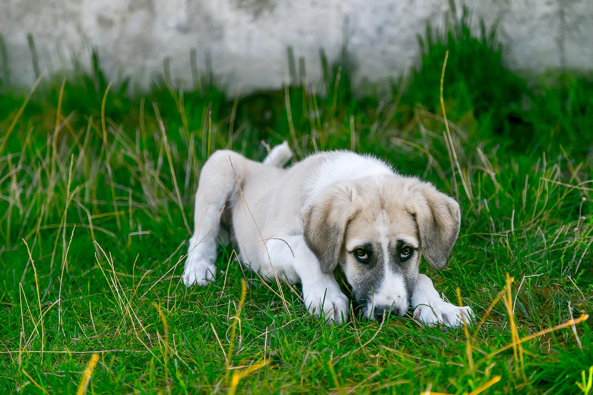 do-dogs-with-bloat-eat-grass