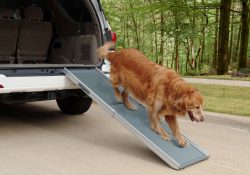 Dog ramp