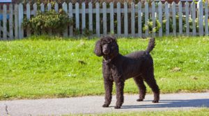 Best Dog for kids - Standard Poodle