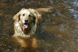 Wet dogs can cause hot spots