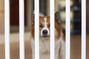 Best indoor dog gates