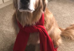 Dog scarf for winter