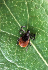 Dogs and Lyme disease
