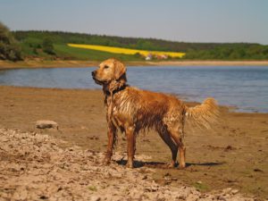 Bissell Bark Bath