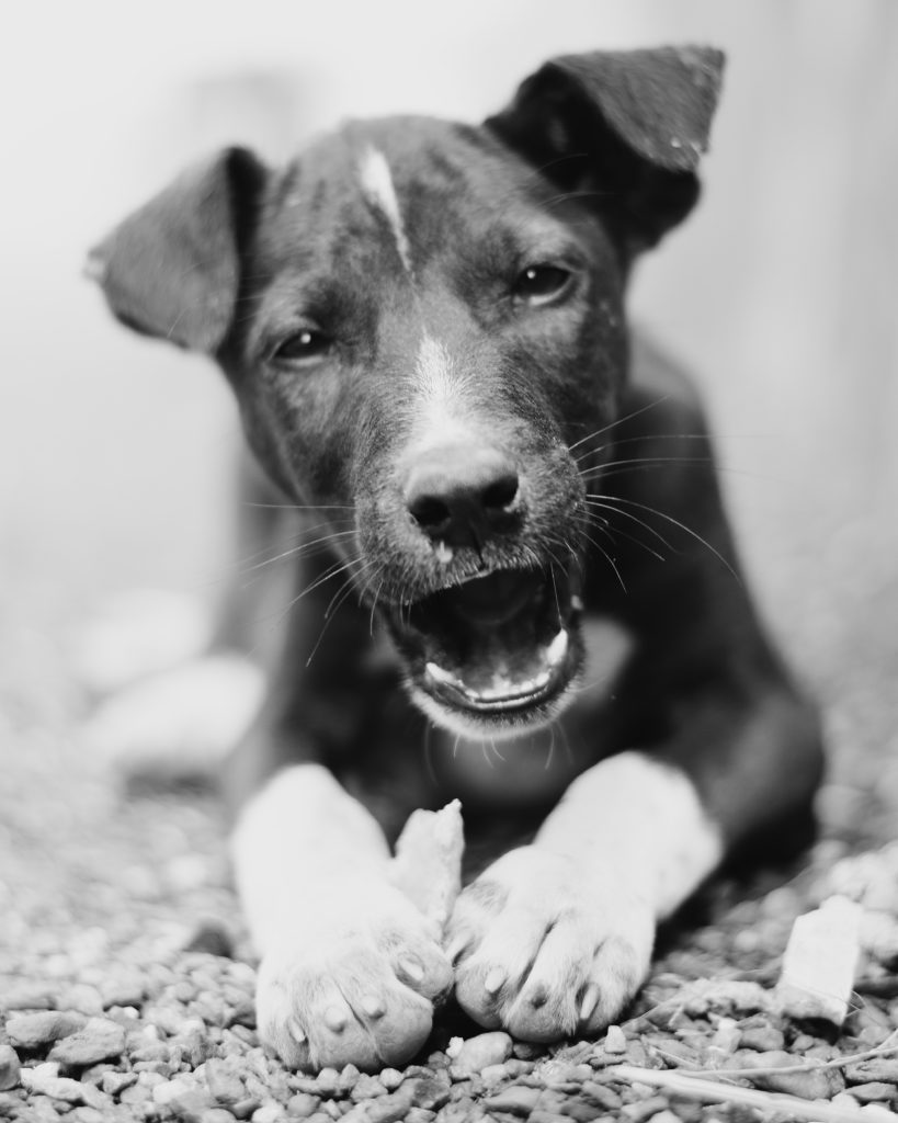 Why Do Dogs Eat Rocks The Dangers Of Rock Eating Just For Your Dog