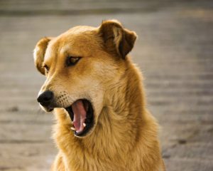 Symptoms of kennel cough
