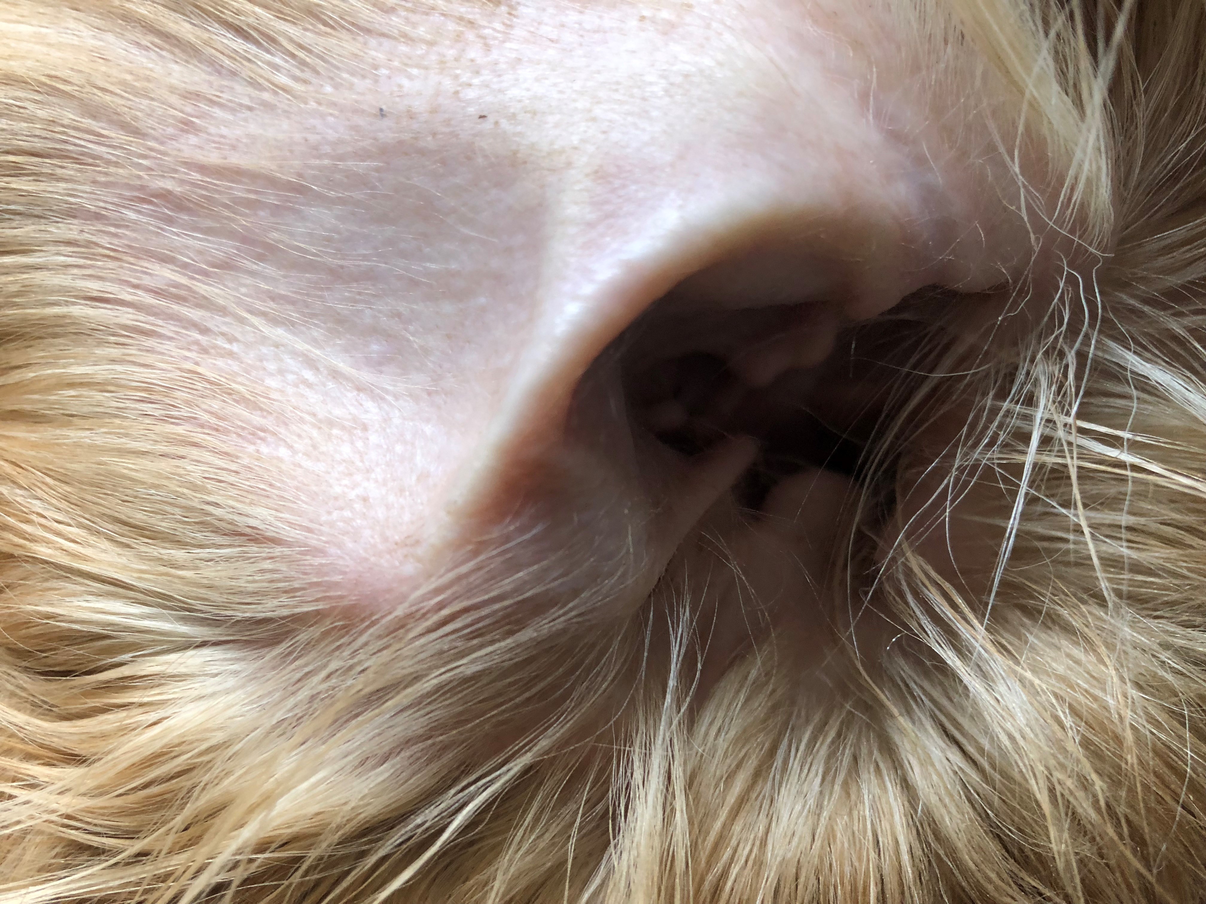 Dogs and ear infections