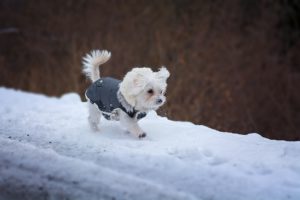 Small dogs need coats in cold weather