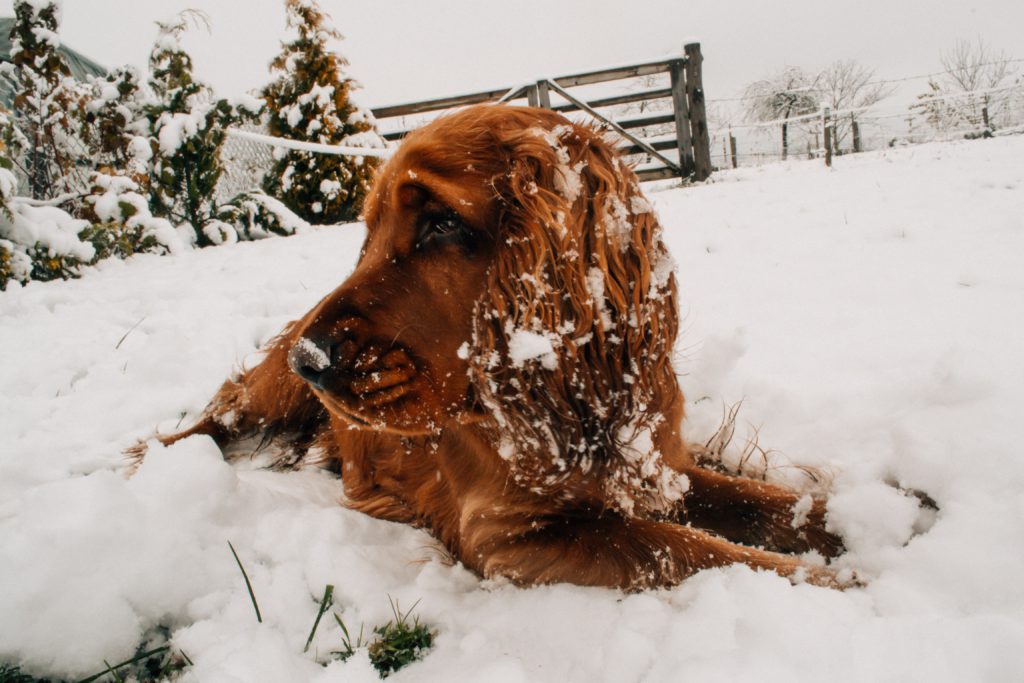 Dogs In The Cold WeatherKeeping Your Dog Safe In Cold Weather Just