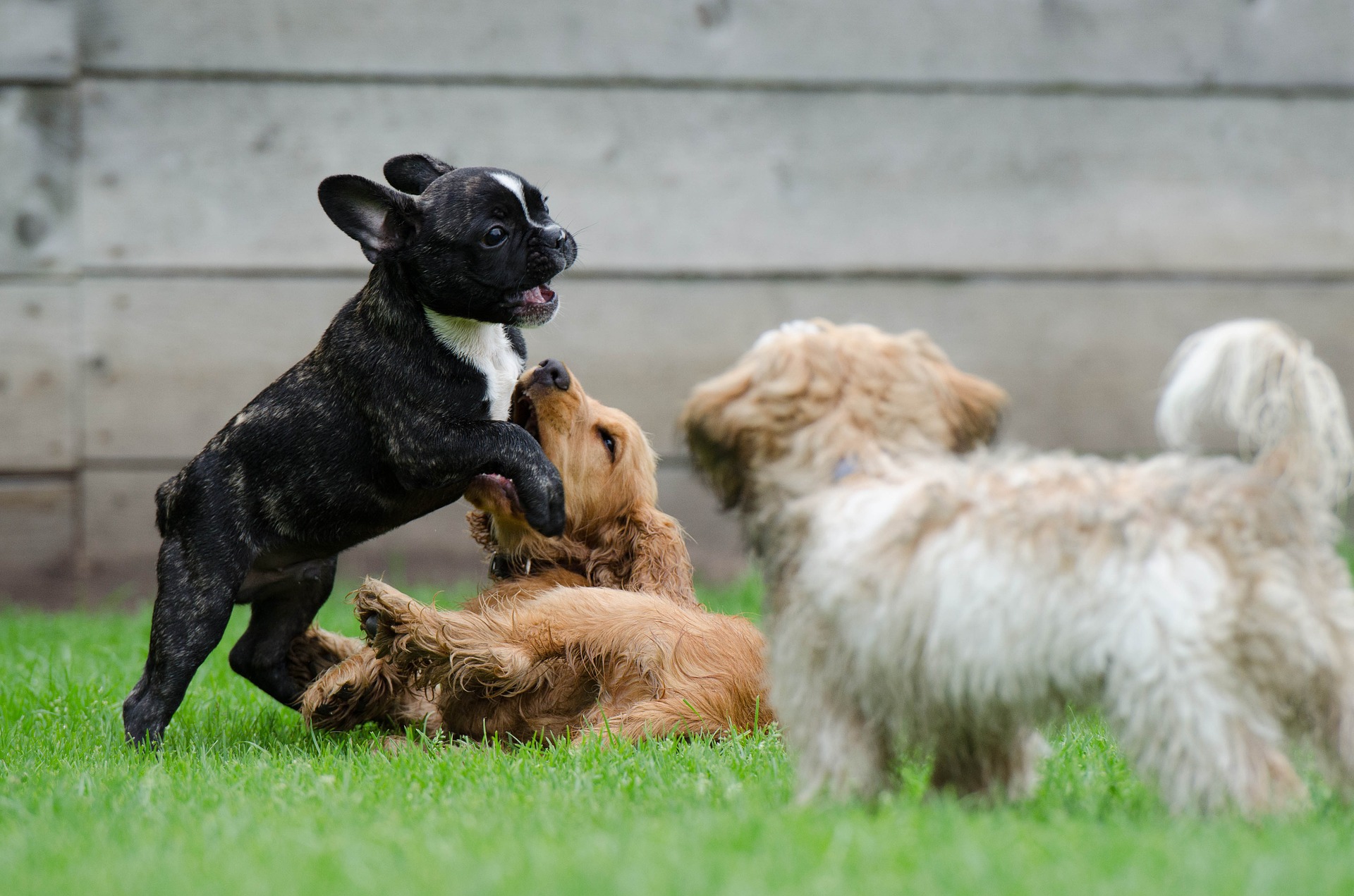 Prevention of kennel cough
