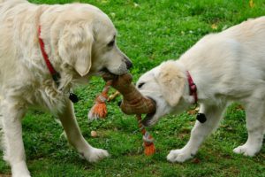 Dogs and kennel cough