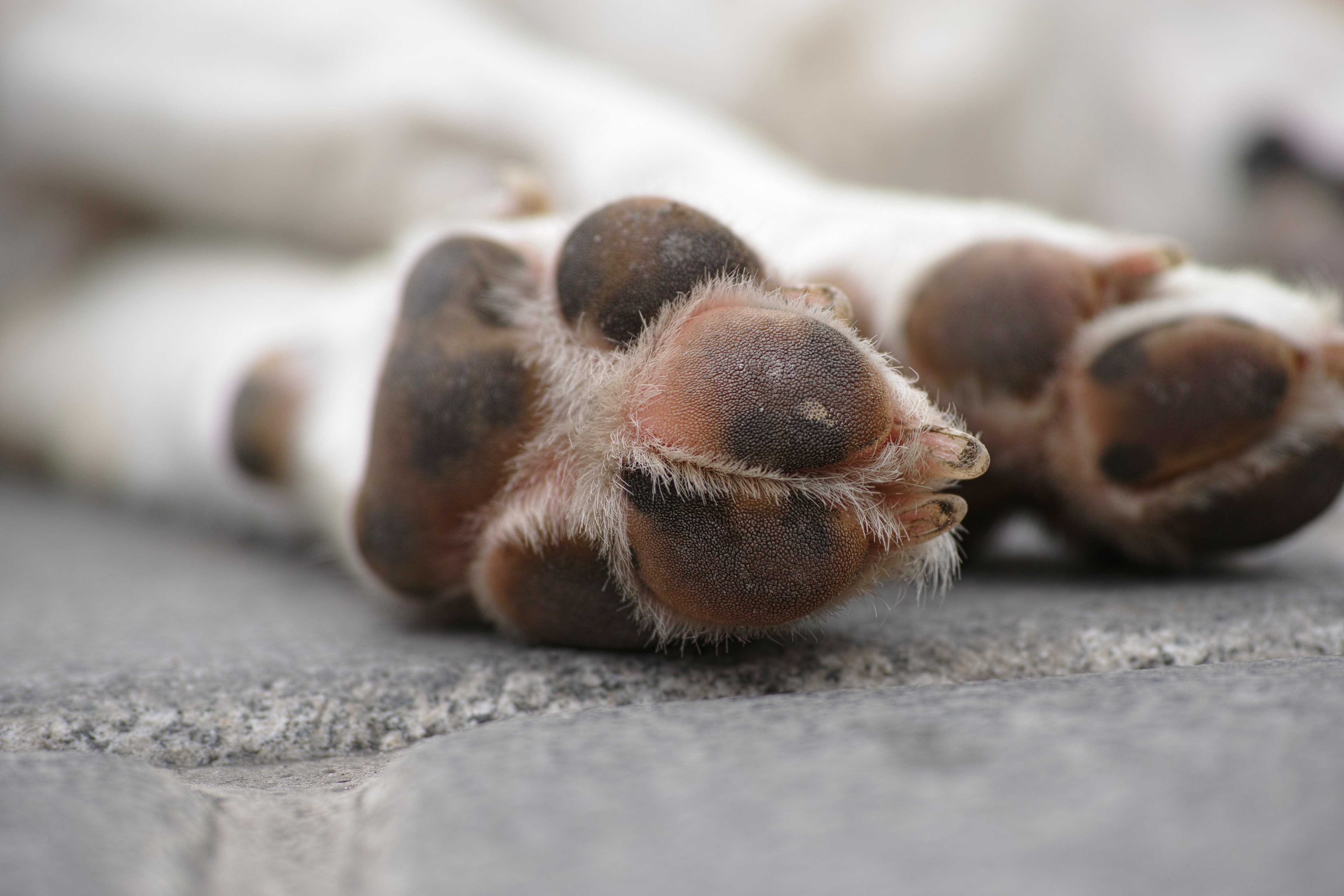 Dogs chewing paws