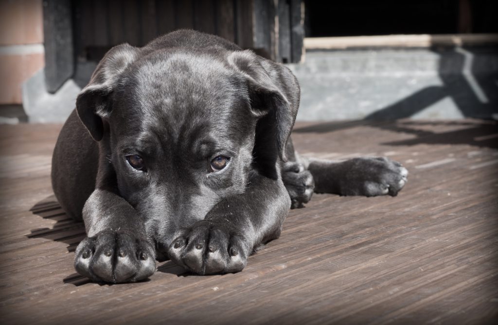 Why Do Dogs Chew Their Paws And Lick Their Paws | Just For Your Dog