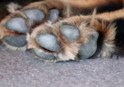 Dogs chewing paws