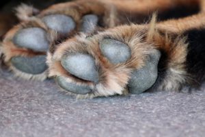 Dogs chewing paws