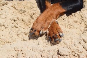 Why do dogs chew their paws