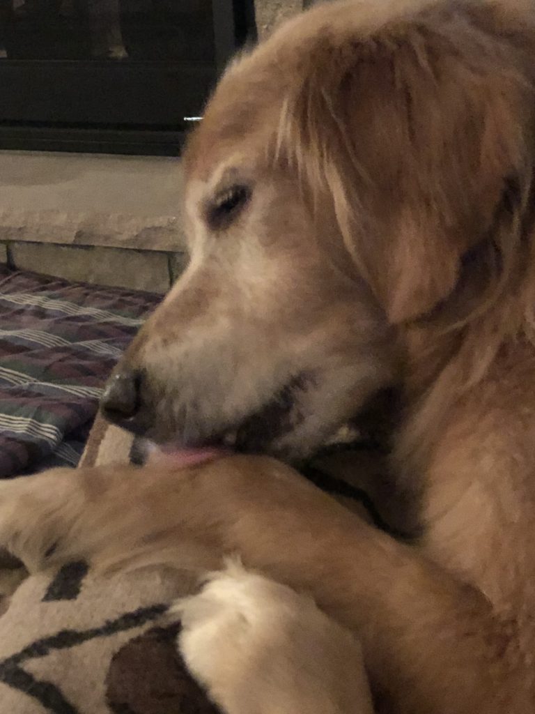 Why Do Dogs Chew Their Paws And Lick Their Paws Just For Your Dog