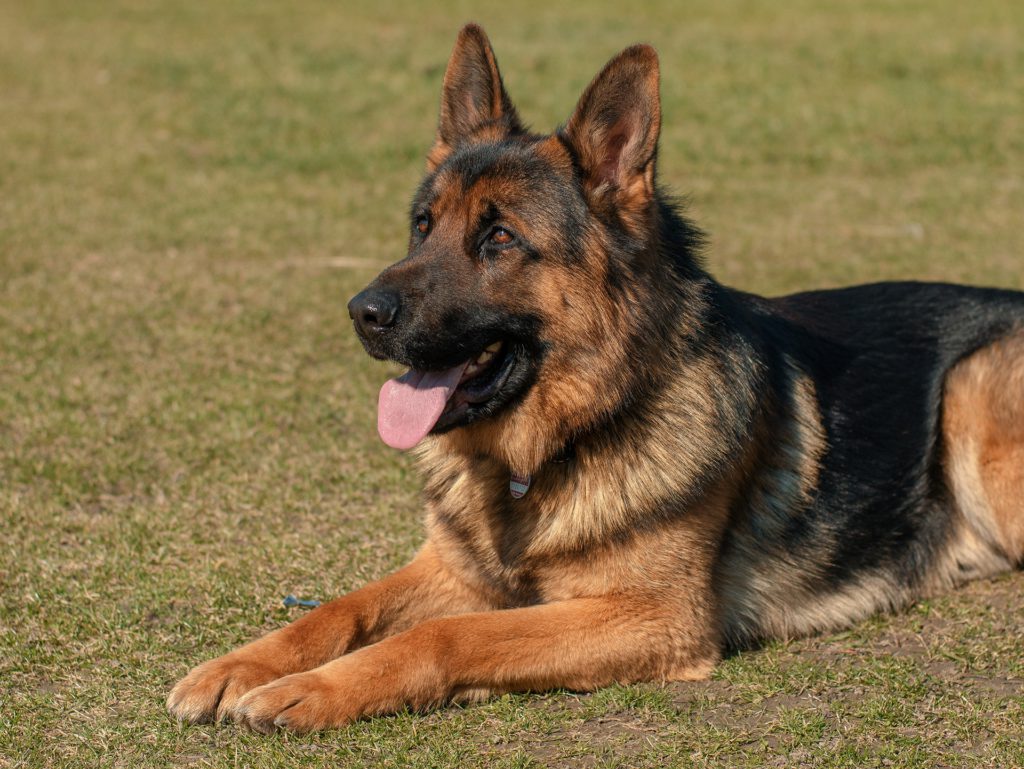 Excessive Shedding DogsWhy My Dog ShedsControl Dog Shedding Just