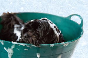 Excessive shedding dogs