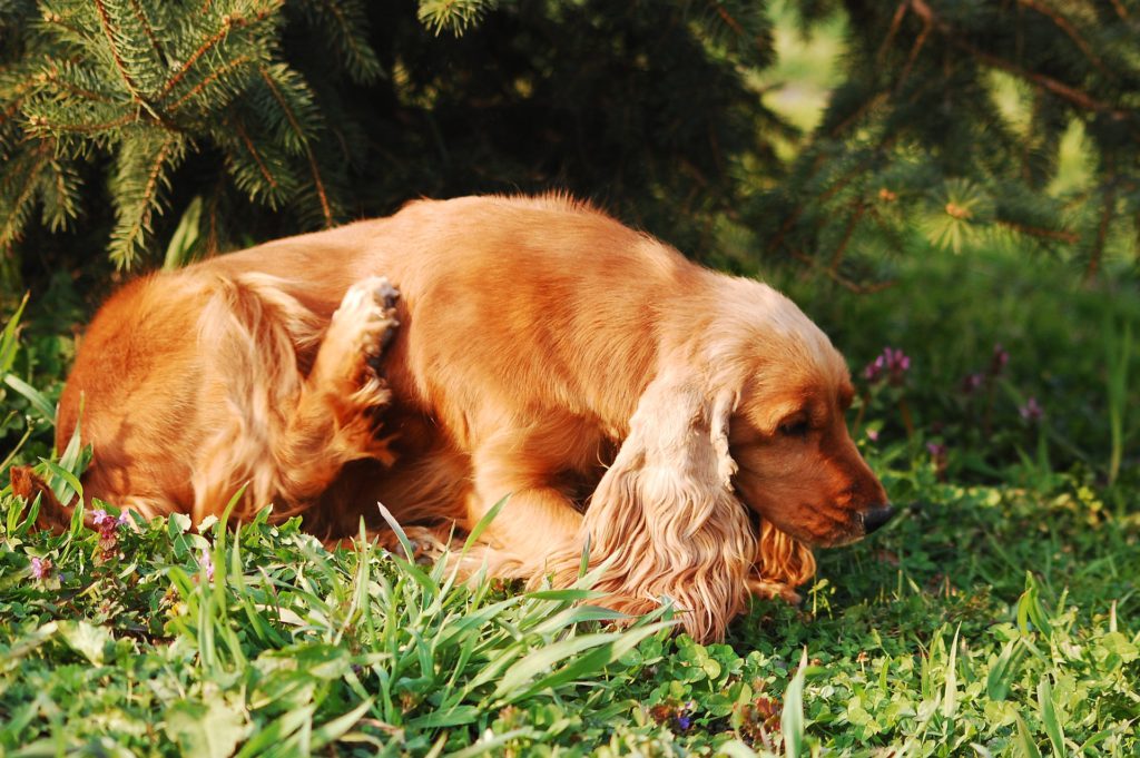 Excessive shedding dogs