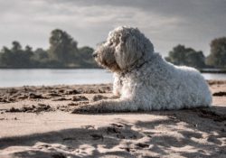 dog paw cleaner