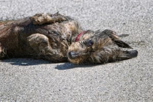 Why dogs roll on dead animals