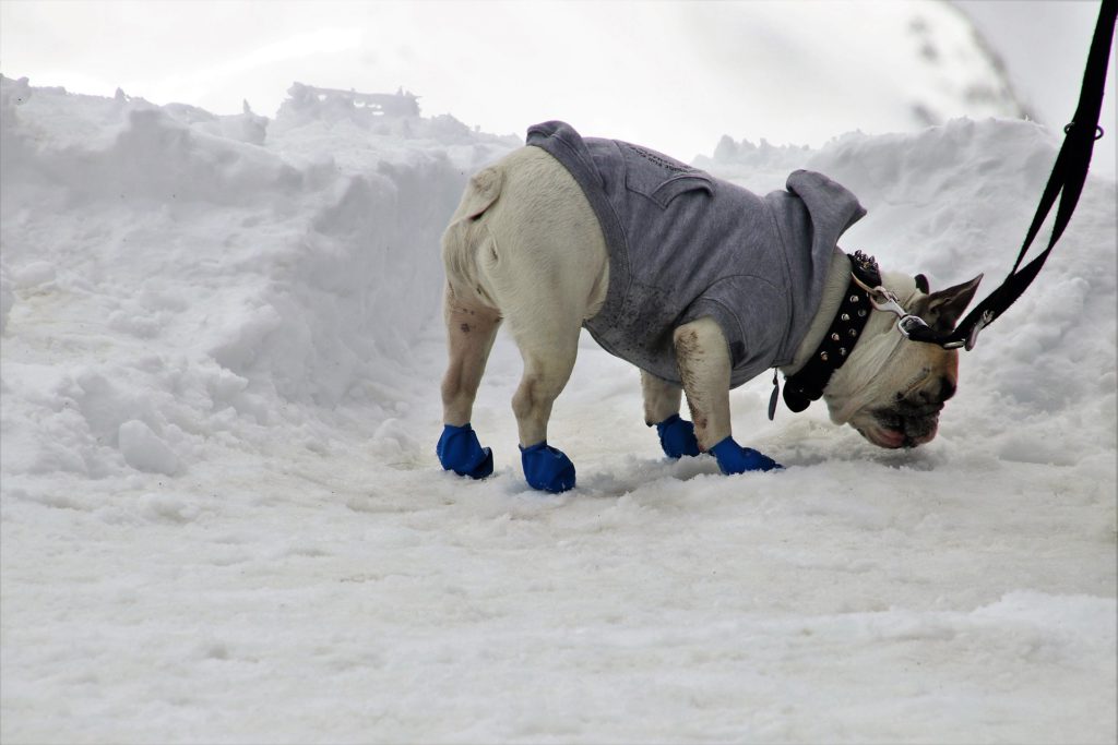 dog in snow boots