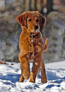 Snow boots for dogs