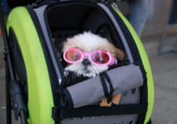 Best dog stroller