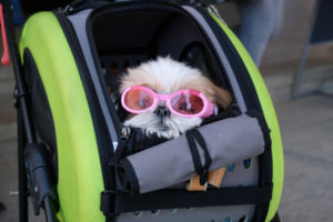 Best dog stroller