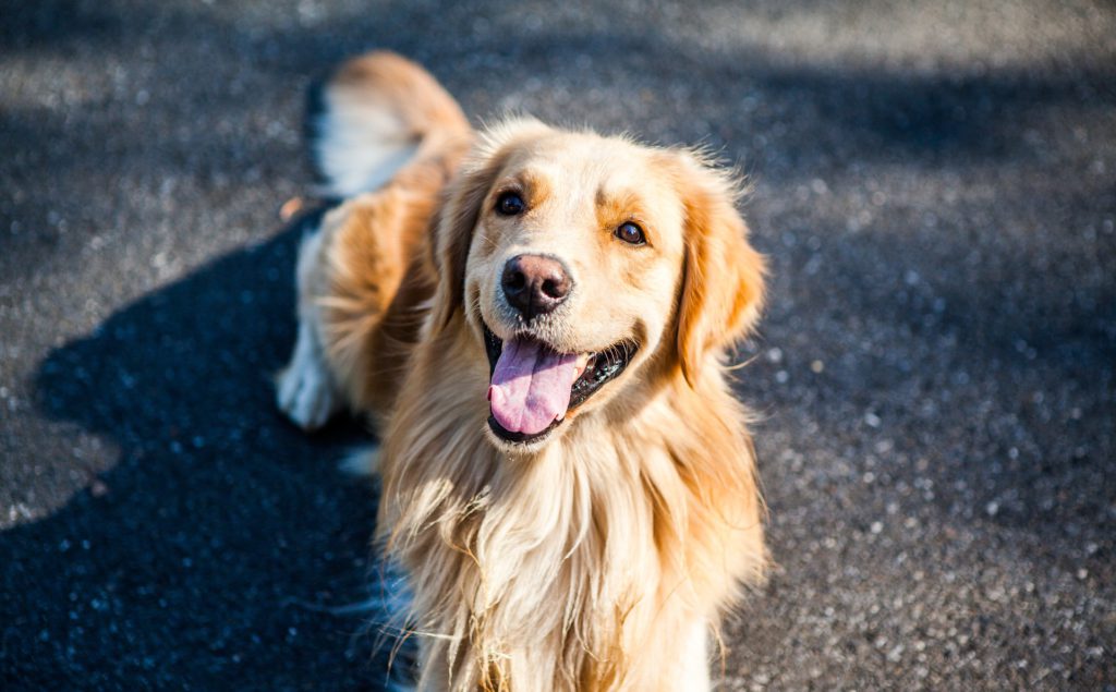 how to make homemade dog food