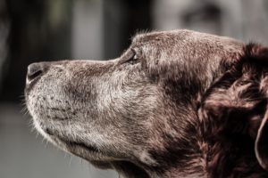 why dogs get laryngeal paralysis