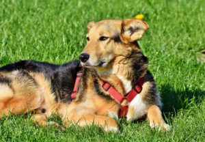causes of laryngeall paralysis in dogs