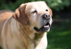 Laryngeal Paralysis in dogs