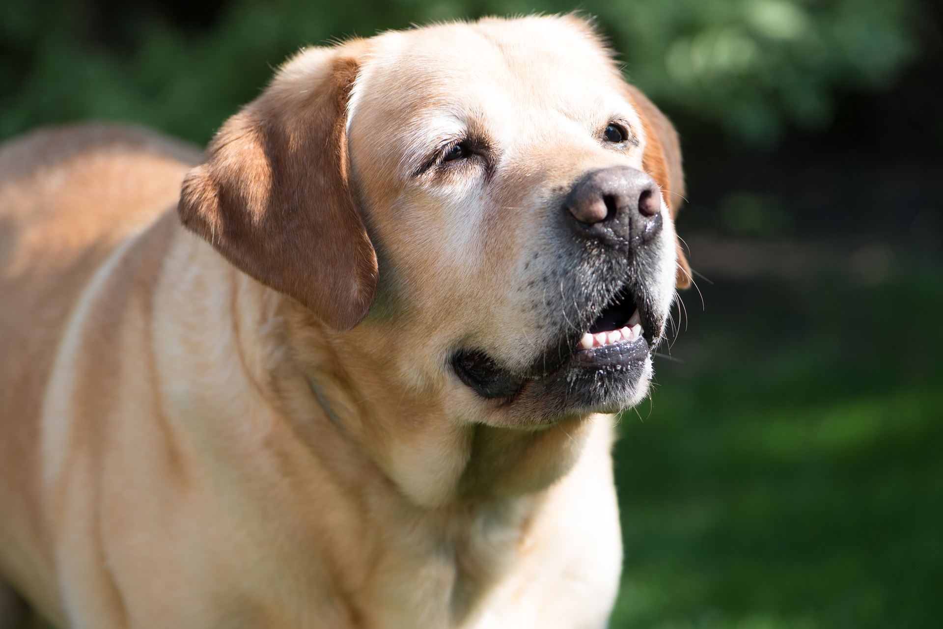 Laryngeal Paralysis in dogs