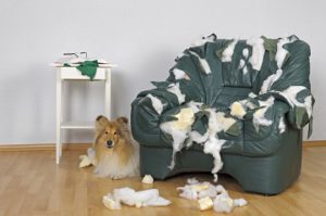 Dog chewing on furniture