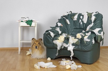 How To Stop A Dog From Chewing Furniture When Left Alone Just